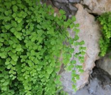 Adiantum capillus-veneris Adiantum capillus-veneris bitki türü (Venüs saçı eğreltisi)