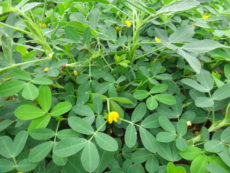 Yer fıstığı bitkisi Yer fıstığı, Arachis hypogaea bitki türü