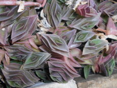 Zincir telgraf Callisia navicularis sukulent özellikli telgraf türü