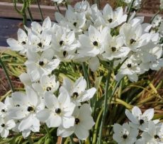 Ornithogalum arabicum