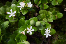 Natal eriği, Carissa macrocarpa bitki türü