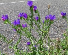 Echium plantagineum Kırkbatıran otu, Echium plantagineum bitki türü