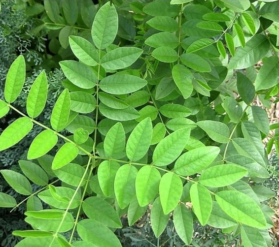 Meyan bitkisi (Glycyrrhiza glabra türü)