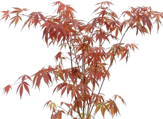 Bir Japon akçaağacı kültivarı Acer palmatum 'Atropurpureum'