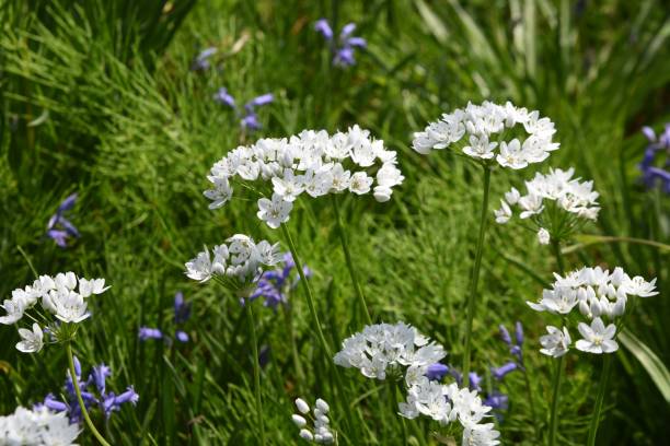 Allium neapolitanum soğanlı bitki türü (sarımsak çiçeği