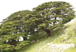 Cedrus libani türü sedir ağaçları