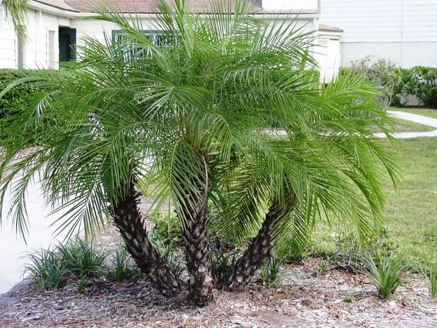 Phoenix roebelenii (cüce hurma) palmiye türü