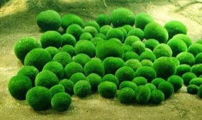 Marimo yosunu topları su altında