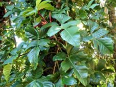 Doğal tropikal orman ortamında Philodendron squamiferum yaprakları ve dalları