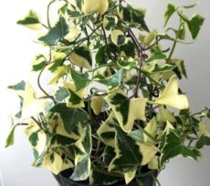 Papatyalı sarmaşık Senecio macroglossus bitki türünün variegata çeşidinin karışık renkli yaprakları