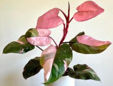 Pembeli prenses çiçeği (Philodendron Pink Princess) renkli yapraklı dalları