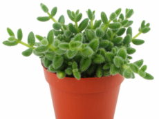 Delosperma echinatum yaprakları sert tüylü sukulent bitki türü