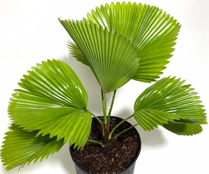 Licuala grandis kocaman yelpaze yapraklı bir palmiye ağacı türü