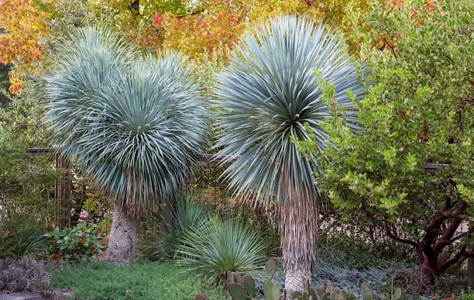 Kalın gövdeli, yoğun sıklıkta yapraklarıyla Yucca rostrata bitki türü