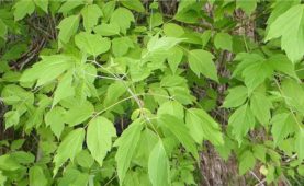 Dişbudak yapraklı akçaağaç dalları (Acer negondo)