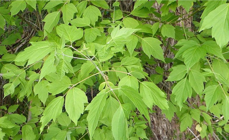 Dişbudak yapraklı akçaağaç dalları (Acer negundo)