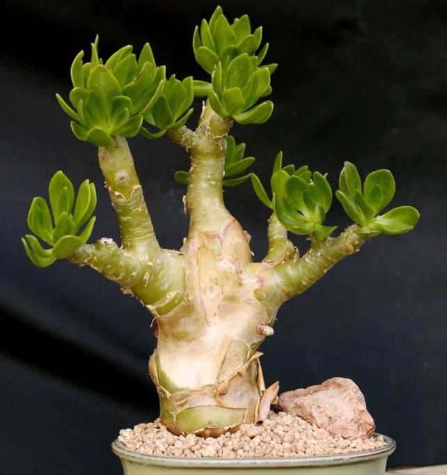 Tylecodon paniculatus kapkalın gövdeli sukulent bitki türü