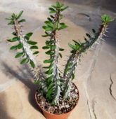 Alluaudia procera mini yapraklı, sıkça dikenli sukulent bitki türü