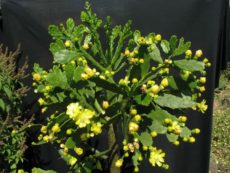 Brasiliopuntia brasiliensis Brezilya dikenli inciri yapraksı dilleri ve yan dallarıyla görünümü