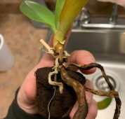 Bir orkidede kullanılmış köklendirme süngeri ve seradan sonra köklerinin çürüyüp gitmiş hali