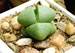 Pleiospilos nelii çiçek tomurcuğu veriyor Pleiospilos nelii çiçek tomurcuğu veriyor