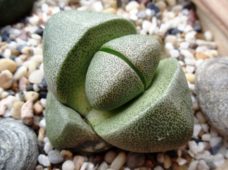 Pleiospilos nelii sukulent bitki türü çatlak kırık taşlara benzer görünümlü yapraklıdır.
