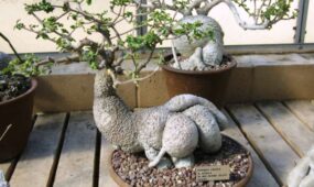 Fockea crispa bitki türü Fockea crispa bitki türü