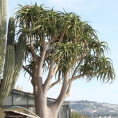Aloe ağacı veya Aloidendron barberae görünümü