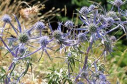 Eryngium amethystinum, bavi çakır dikeni veya boğa dikeni hoş görünümlü mavi renkli bir kır bitkisi