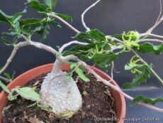 Fockea edulis Fockea edulis kodeks gövdesi, dalları, yaprakları ve çiçekli görünümü
