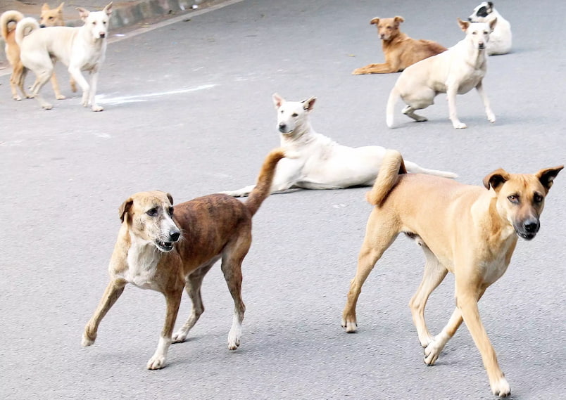 Köpekler (bilhassa sokak köpekleri) özellikle de grup halinde iken insanlara büyük tehlike olabilirler.
