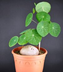 Kodeksli bitki Stephania erecta, veya gerçek bilimsel adıyla Stephania pierrei yapraklı halde..