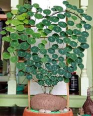 Uzun dallı bir Stephania erecta bitkisi