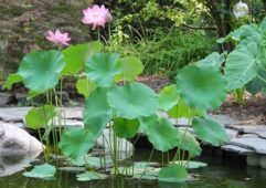 Nelumbo nucifera, diğer adıyla Hint lotusu iri yaprakları ve pembe çiçekleriyle görünümü