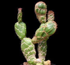 Opuntia zebrina Opuntia zebrina (veya O. reticulata) hoş, sevimli, çapraz desenli bir kaktüstür.