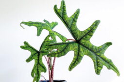 Filkulağı türlerinden Alocasia jacklyn yaprakları loblu, koyu yeşil çizgilerle desenli, şık, güzel bir salon bitkisidir.