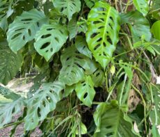 Doğal ortamında Monstera acuminata yaprakları büyük ve delikli, dilimli gelişmiş 