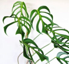 Monstera Burle Marx Flame bitkisi yaprakarıyla görünümü