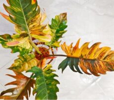 Philodendron 'Caramel Marble' yeni ticari salon/ofis süs bitkilerinden olup yeni taze yaprakları çok renklidir.