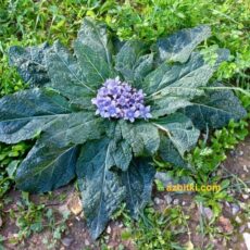 Adamotu Mandragora officinarum - adamotu bitkisinin görünümü. Kocaman yapraklar ve lila renginde çan biçimli çiçekler..