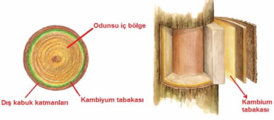 Aşıda kambiyum tabakalarını dikkate alın Ağaç aşılama uygulamalarında kesik yerlerin kambiyum tabakalarını denk getirmek gereklidir.