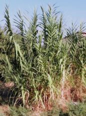 Kargı (Arundo donax) Kargı (Arundo donax) saz, kamış benzeri bir bitkidir.