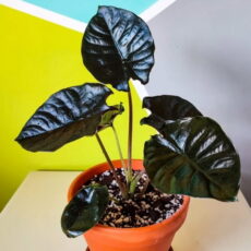 Saksıda bir Alocasia infernalis