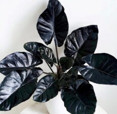 Alocasia infernalis yaprakları çok koyu kızılımsı, morumsu renklerde olan bir filkulağı türüdür.
