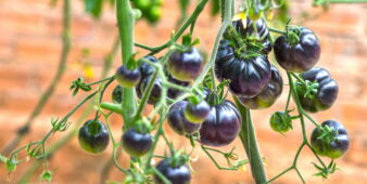 Günümüzde GDO teknikleri ile tarım ve hayvancılık sektörlerinde kalkınmalar amaçlanıyor.