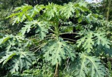 Papaya bitkisi tohumdan kolayca yetişir ve çok hızlı büyür. Parçalı yaprakları dekoratiftir.
