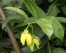 Artabotrys hexapetalus Sarı çiçekleriyle, sarmaşık dallarıyla Artabotrys hexapetalus bitki türü