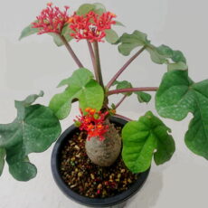 Jatropha podagrica Jatropha podagrica, Buda göbeği çiçeği iri yuvarlakça ve loblu yaprakları olan, mercan rengi ve koyu turuncu renkte çiçeklenme kısmına sahip, kodeks gövdeli sukulent bitki türü.
