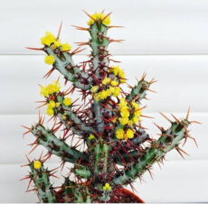 Koyu mor dikenli dalları buz yeşili - kahverengi karışık desenli Euphorbia aeruginosa ilkbaharda sarı çiçekler açar.