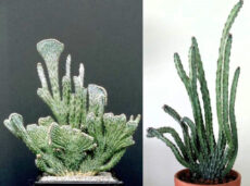Cereus spegazzinii gerçek kaktüslerdendir. Diğer bilimsel adı: Monvillea spegazzinii. Düz çubuk dallı ve ayrıca yelpaze biçimli (kristata) çeşidi de olan bir kaktüstür.